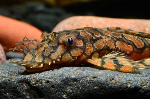 L519 Ancistrus Reticulado "Rio Itenez"