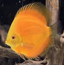 Discus Golden Melon