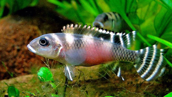 Nanochromis Transvestistus