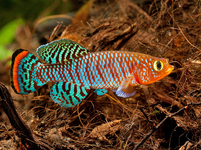 Nothobranchius rachovii Casal