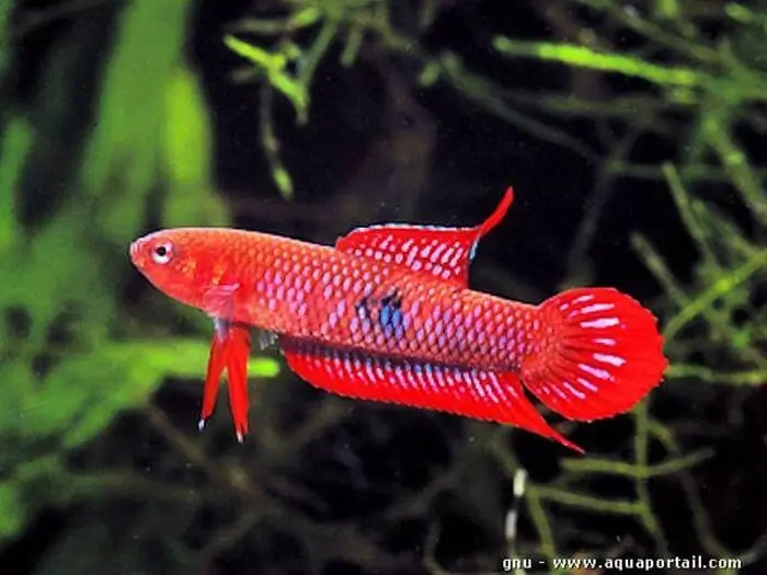 Betta Burdigala