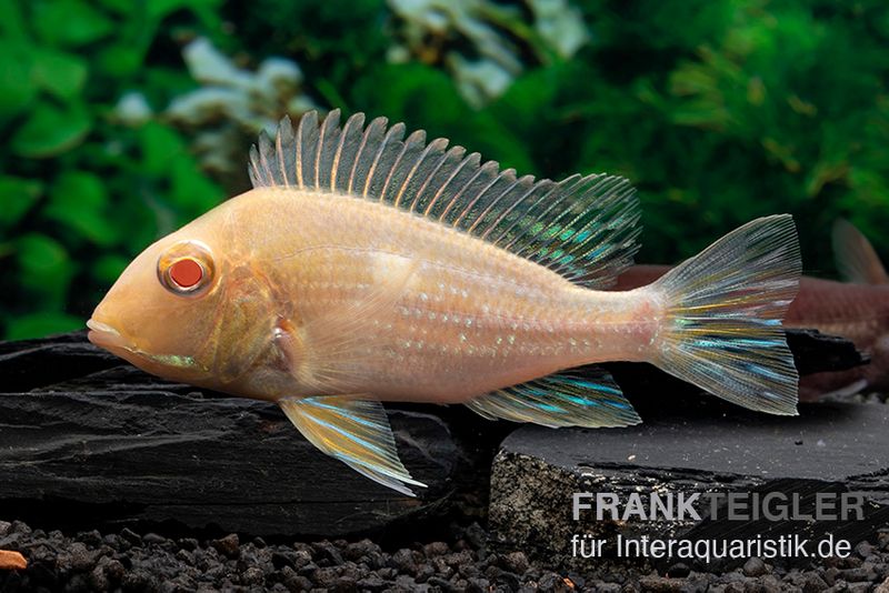 Tapajoz Albino Red Head