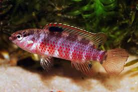 Badis De Puntos Rojos (sp Buxar)