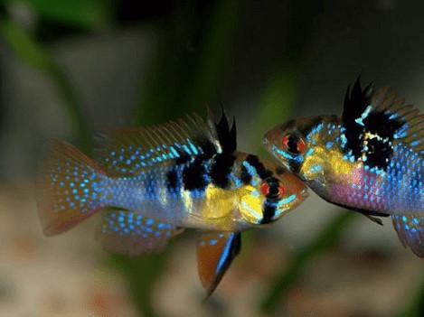 Ramirezi German Blue