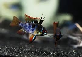 Ramirezi Holland Black