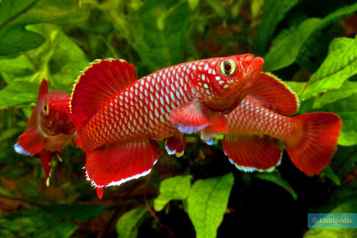 Killi Notho Rojo Macho