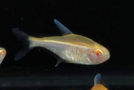 Neon Negro Albino