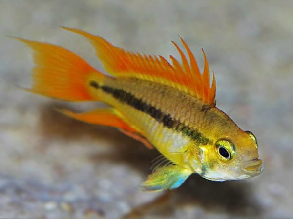Apistogramma Cacatuoides Mega Orange 