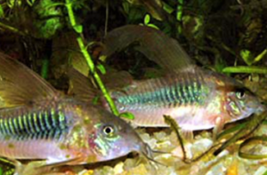 Osteogater Aeneus Velífera (Ex Coridora Aeneus)