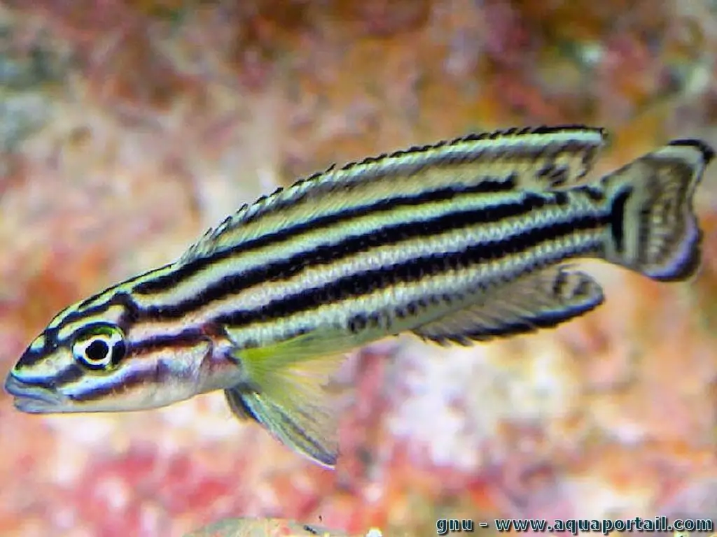 Julidochromis Regani