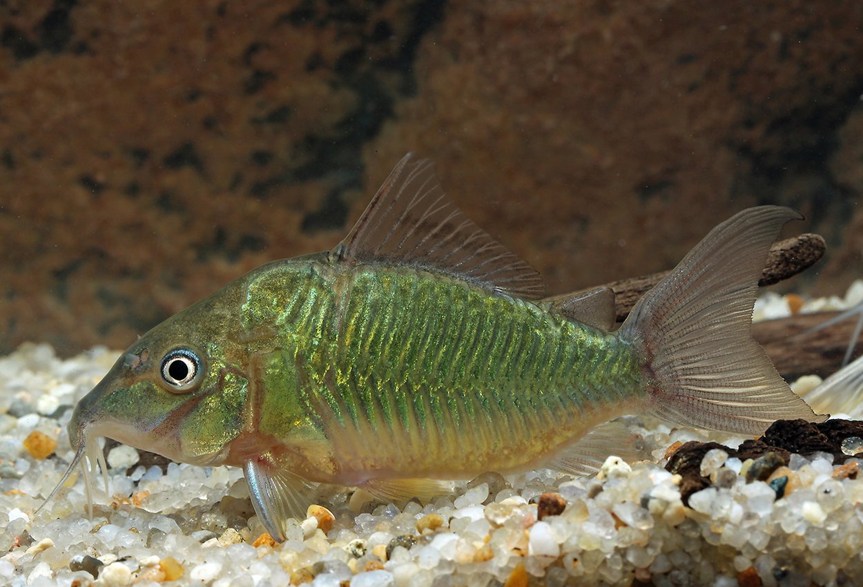 Brochis Splendens (Ex Coridora Splendens)