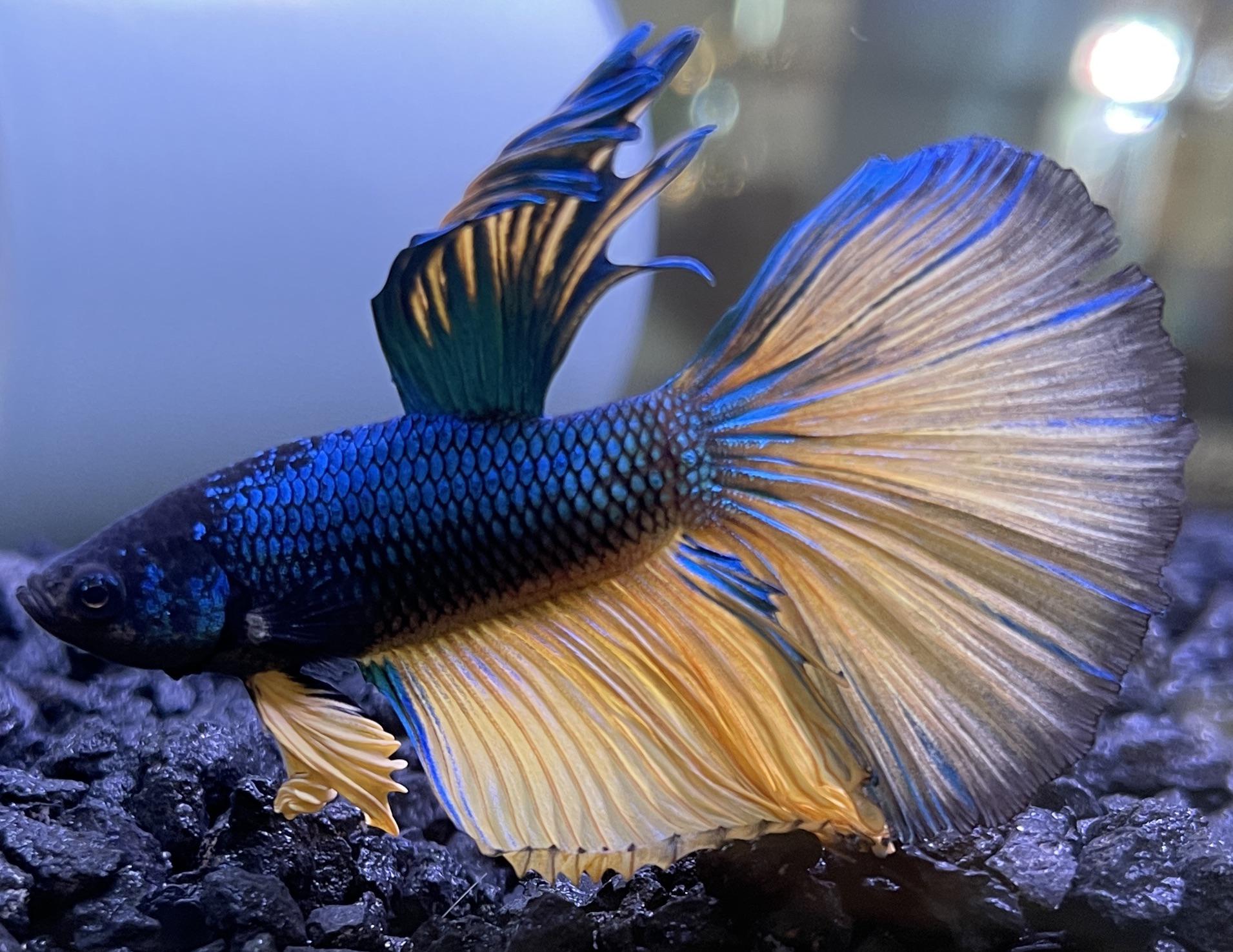 Betta HM Blue Mustard Grado A
