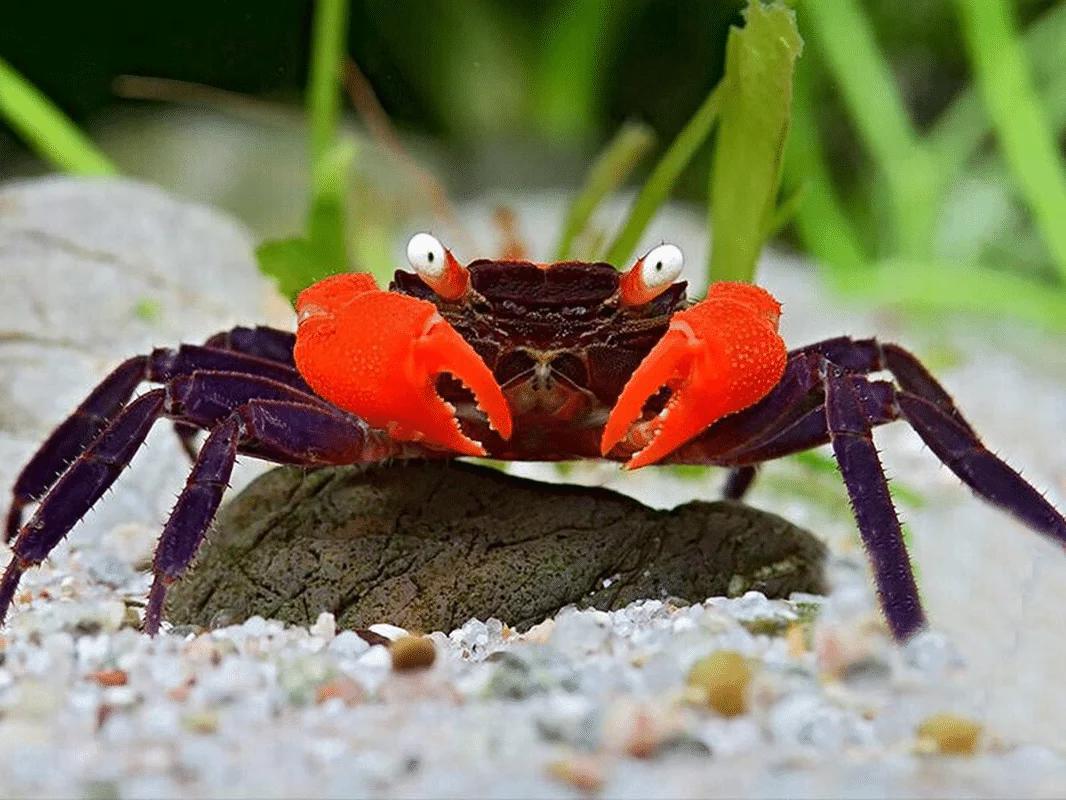 Cangrejo Red Devil