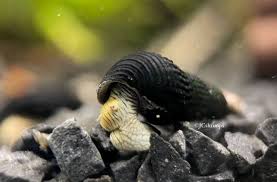Caracol Rabbit Mini Yellow