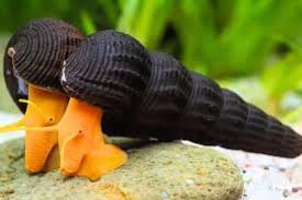 Caracol Rabbit Orange