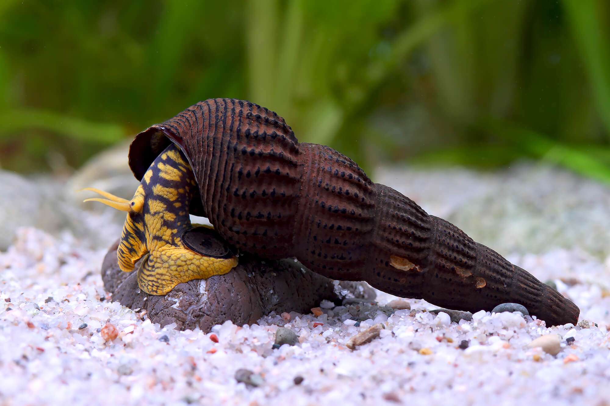 Caracol Rabbit Yellow Spot