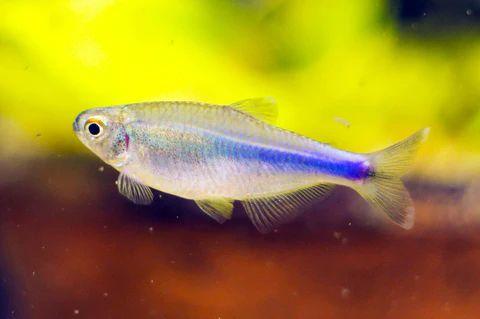 Tetra King Blue