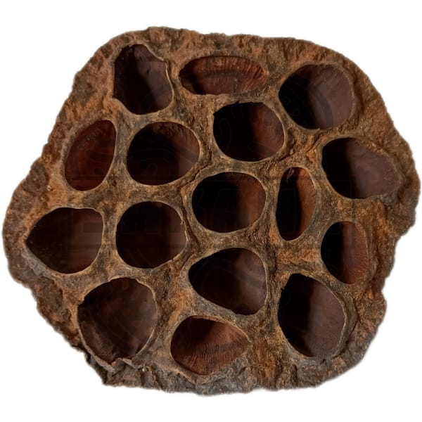 CARIB SEA FRUTO DE LOTO UNIDAD