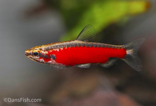 Pez Lapiz Super Red Amaya/Cenepa