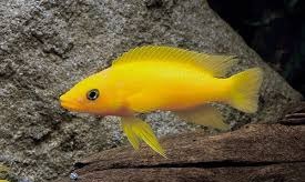 Leleupi Yellow