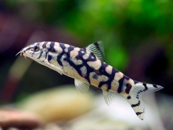 Botia Lohachata XL