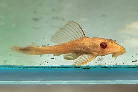 Vieja Pardalis albina