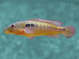 Crenicichla Tuca