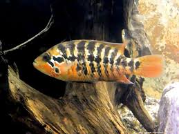 Motaguensis
