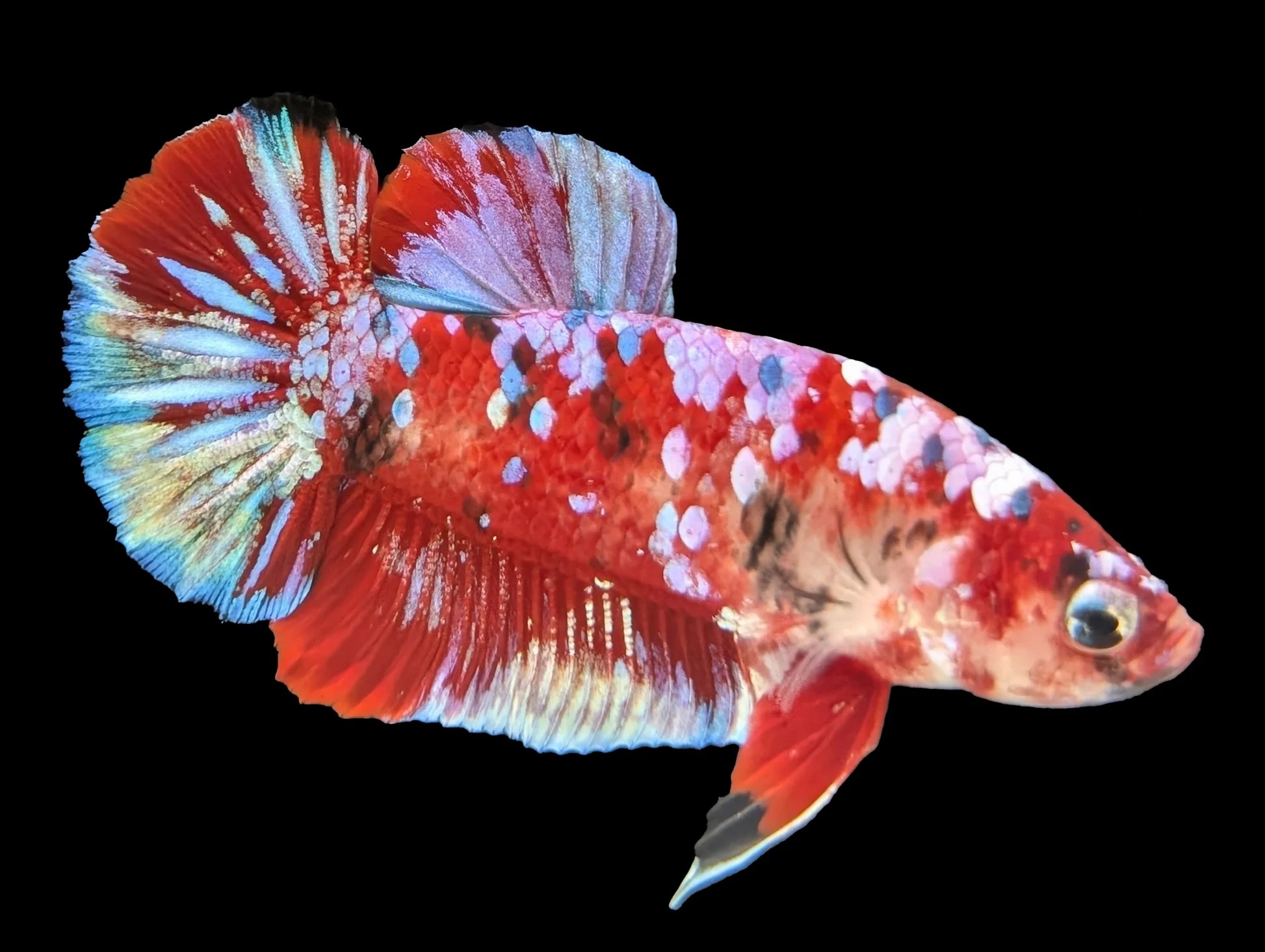 Betta Barongsai