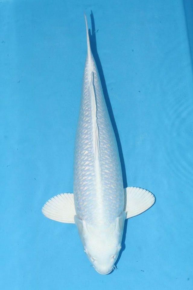 Carpa Koi Platino