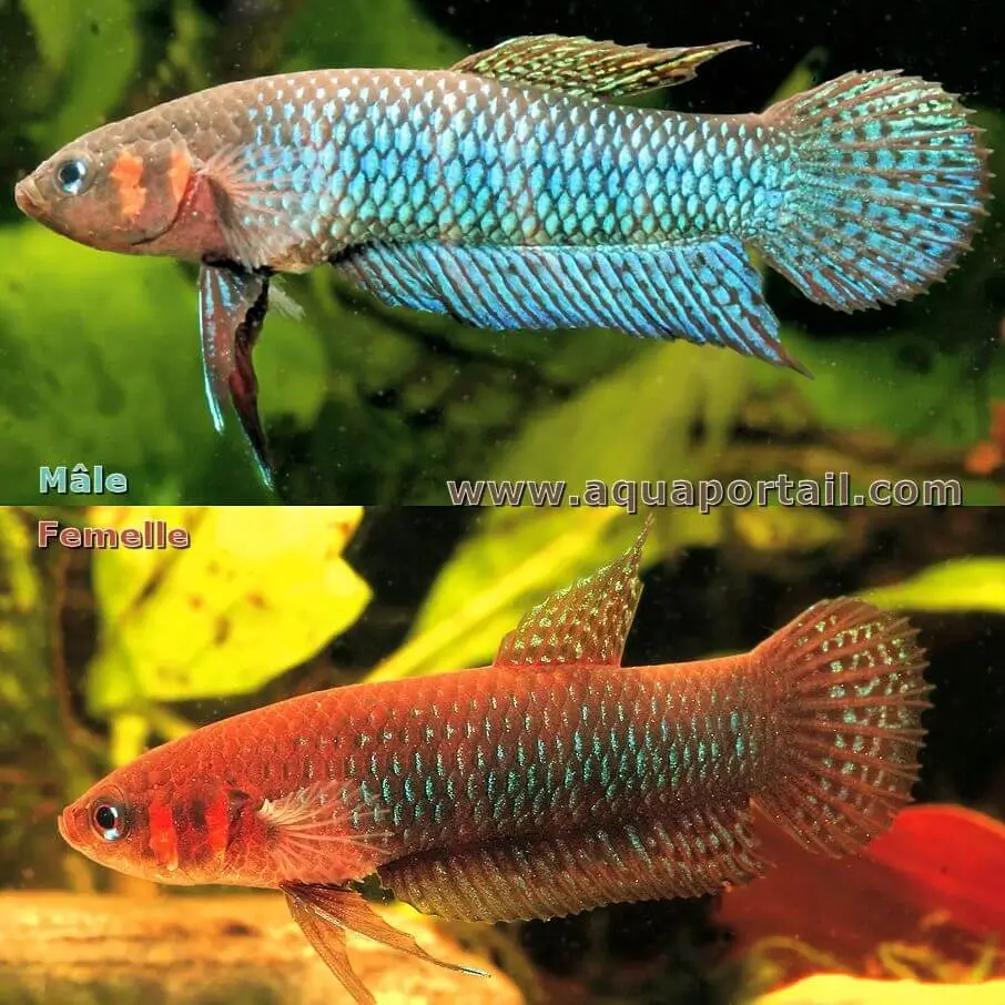 Betta Hendra