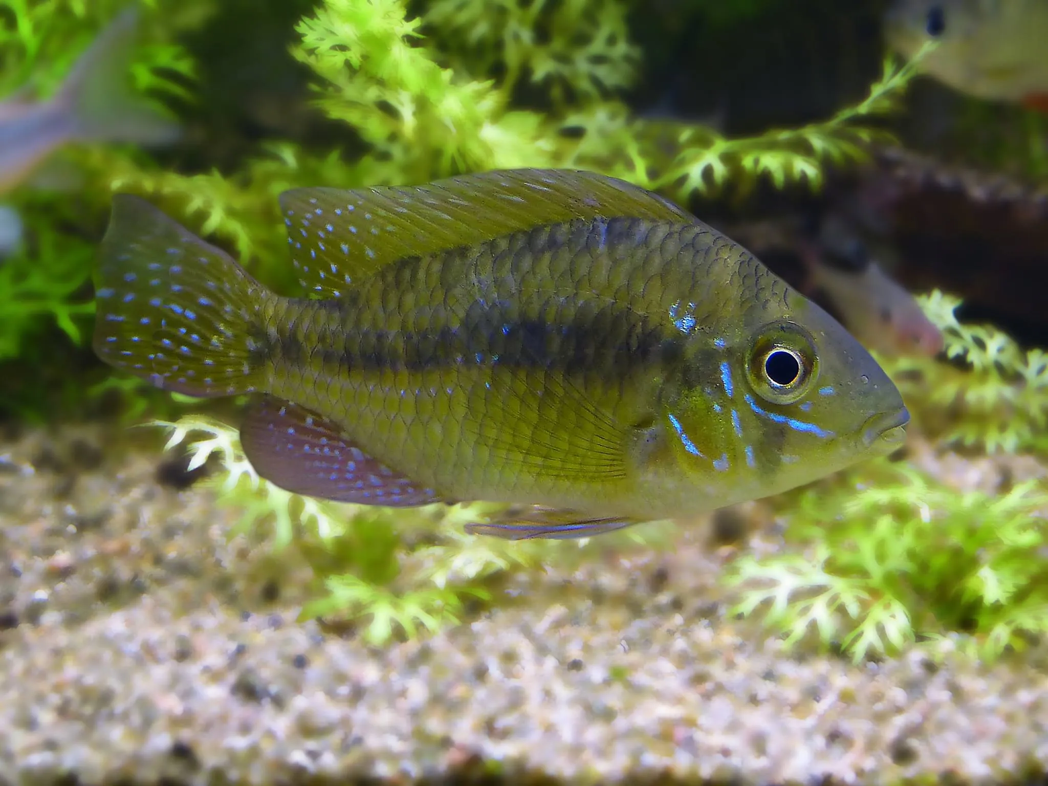 Gymnogeophagus Meridionalis