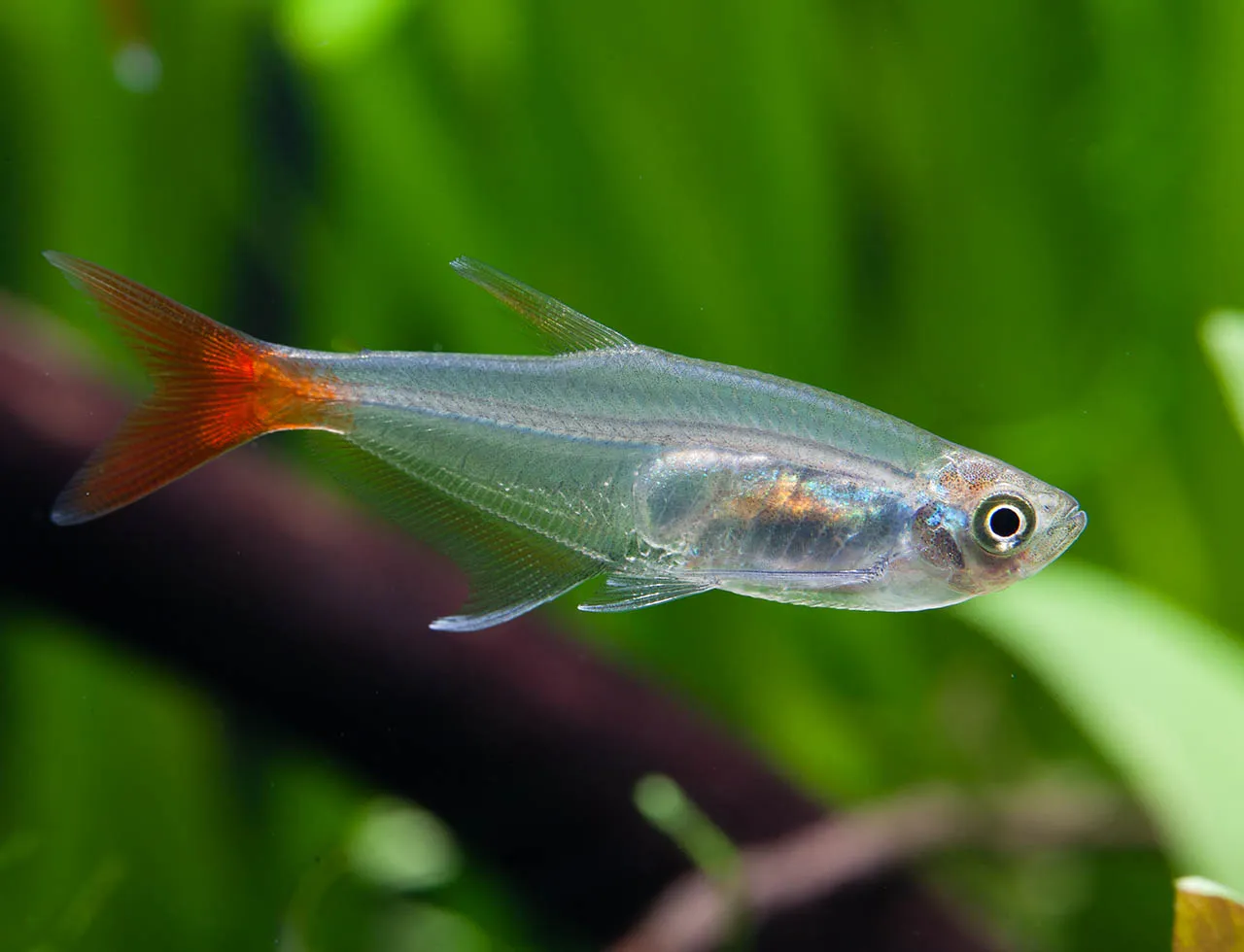 Prionobrama Filigera