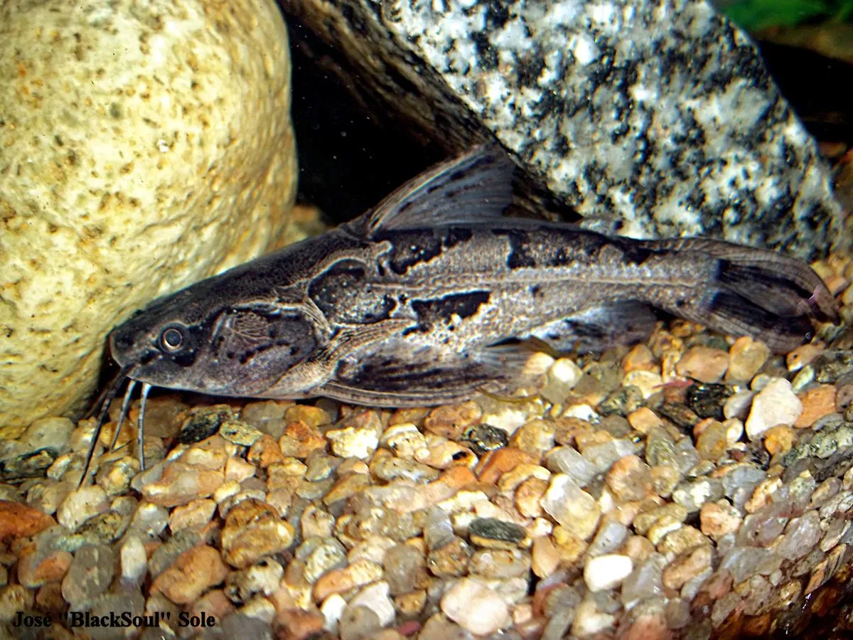 Anadoras weddellii