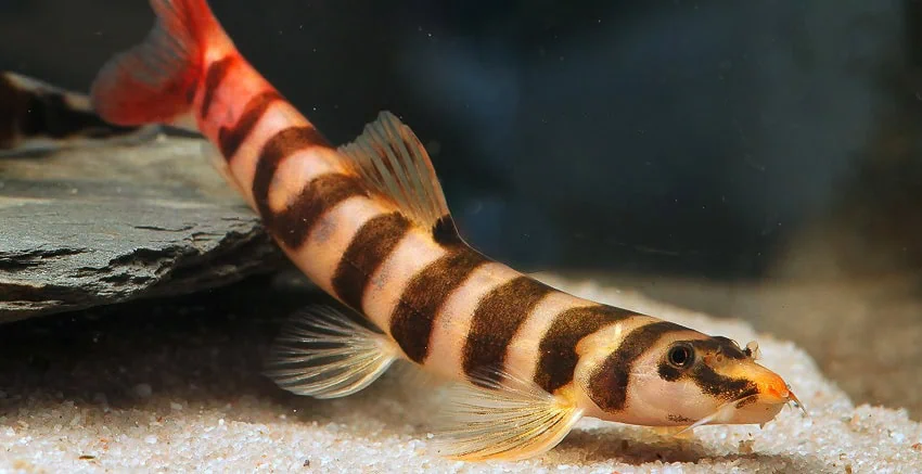 Kapuasia falaris