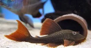 Hypostomus Soniae L137
