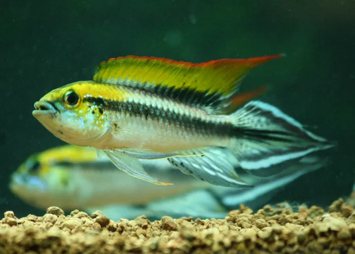 Apistogramma Agassizi Flamenco Casal