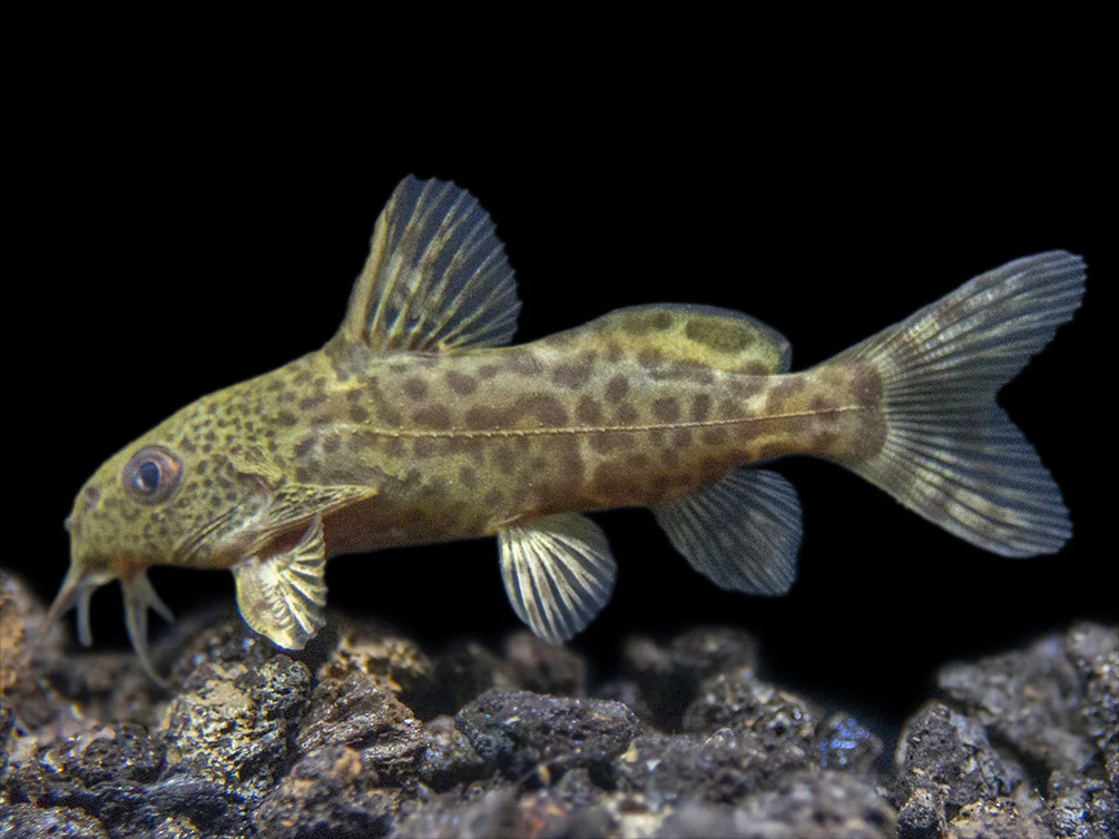 Synodontis Nigrita
