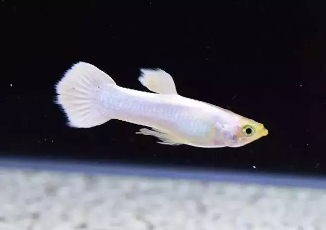 Lebistes Full White casal
