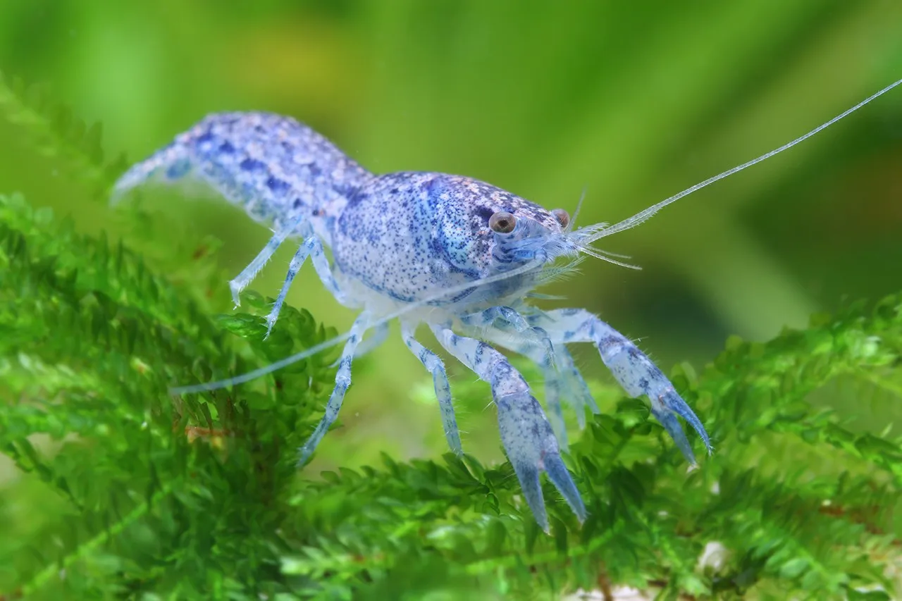 Mini Langosta Azul