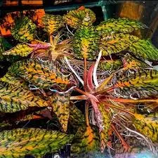 CRYPTOCORYNE NURI ROSEN MAIDEN