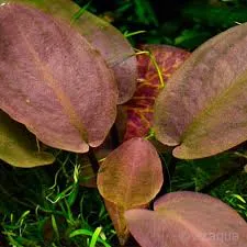 LAGENANDRA MEEBOLDII RED