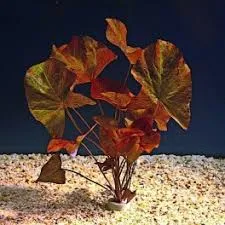 Nymphaea Red Rubra