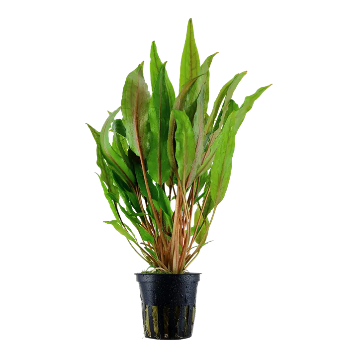 CRYPTOCORYNE UNDULATA BROAD LEAF