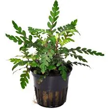 HYGROPHILA PINNATIFIDA EMERGIDA