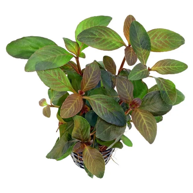 HYGROPHILA GREEN OLIVE EMERGIDA