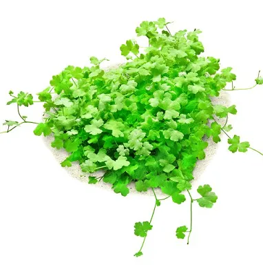 HYDROCOTYLE TRIPARTITA MINI EMERGIDA