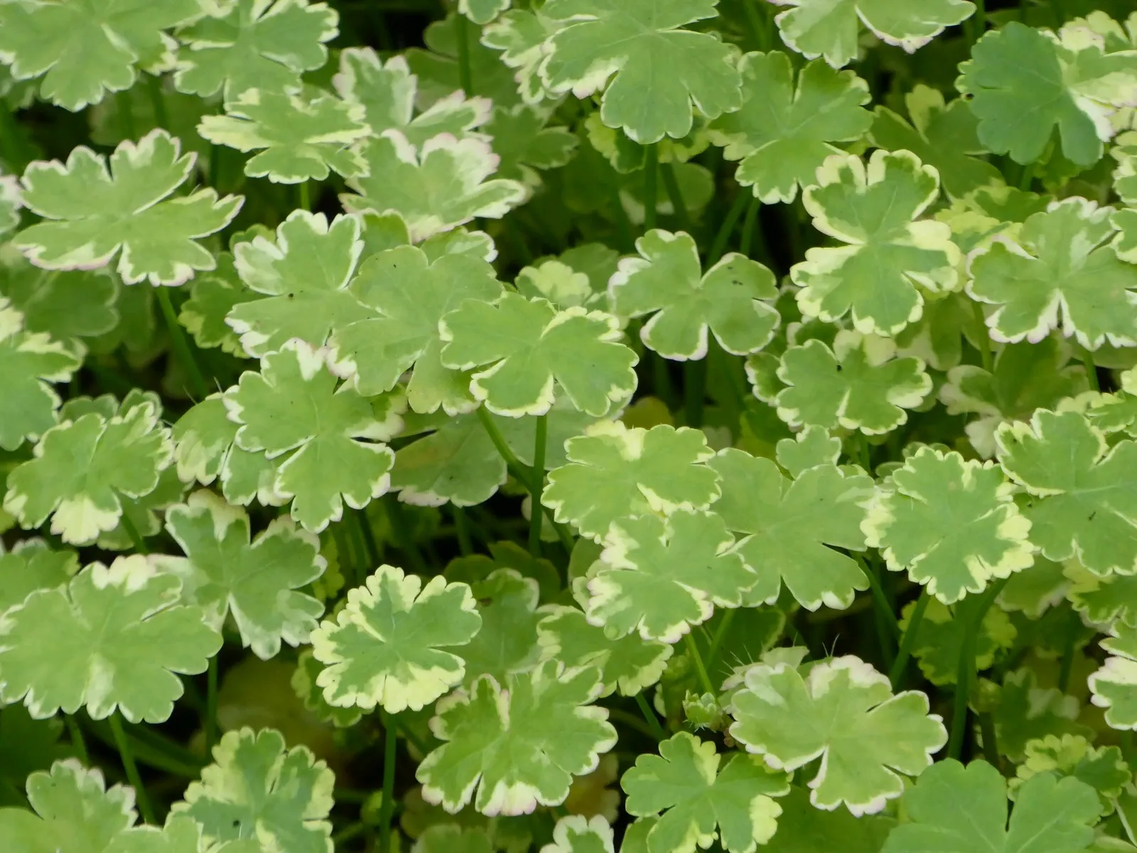 HYDROCOTILE  SIBTHORPIOIDES VARIEGADA EMERGIDA