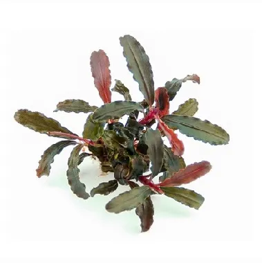 BUCEPHALANDRA APOLLO B4