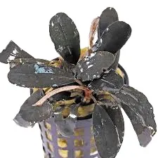 BUCEPHALANDRA BLACK DEVIL B2